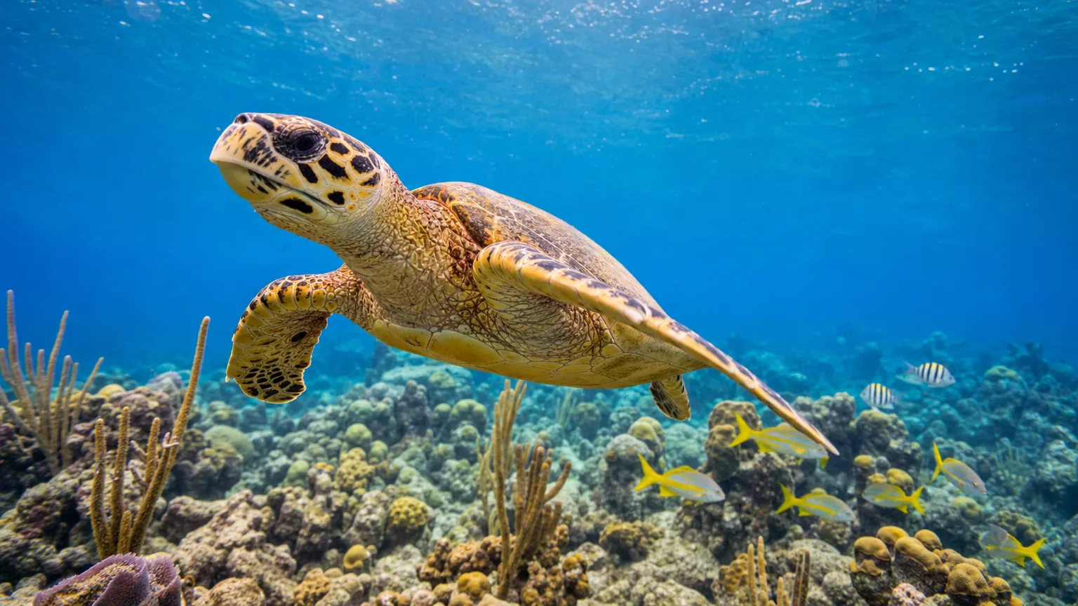 Hawksbill sea turtle swimming over a colorful coral reef in clear blue Caribbean water