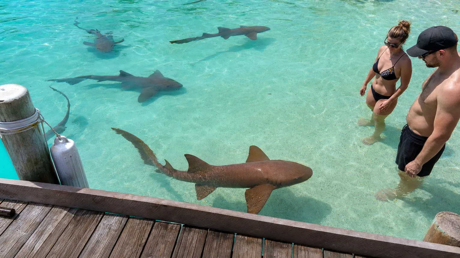 Docile nurse sharks gliding through clear shallow water beside the wooden Compass Cay marina dock