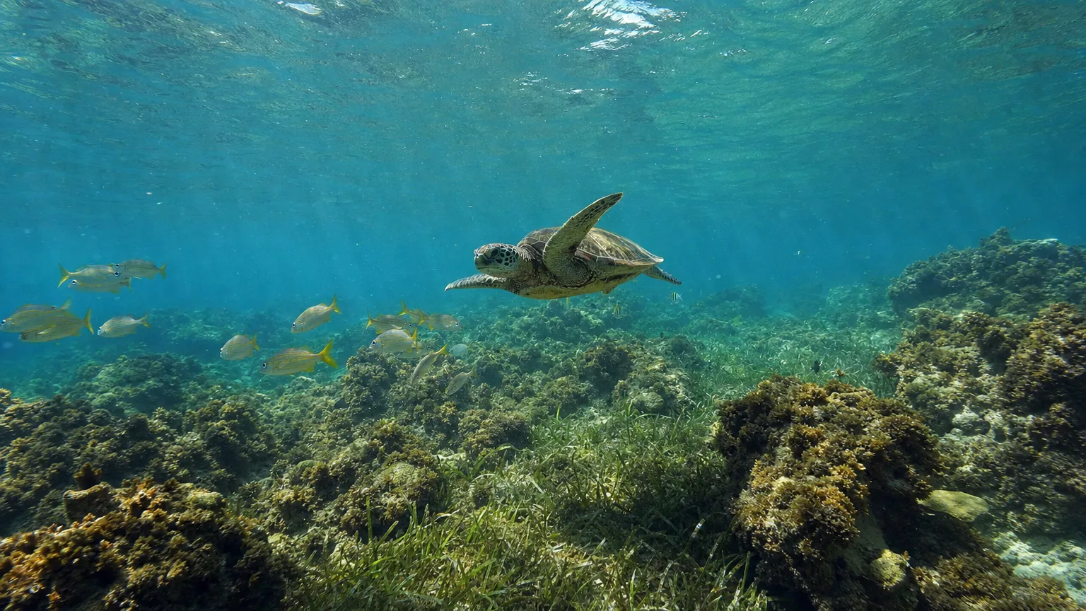 Snorkeler above a rocky reef with reef fish in clear water off Île Fourchue, St. Barts