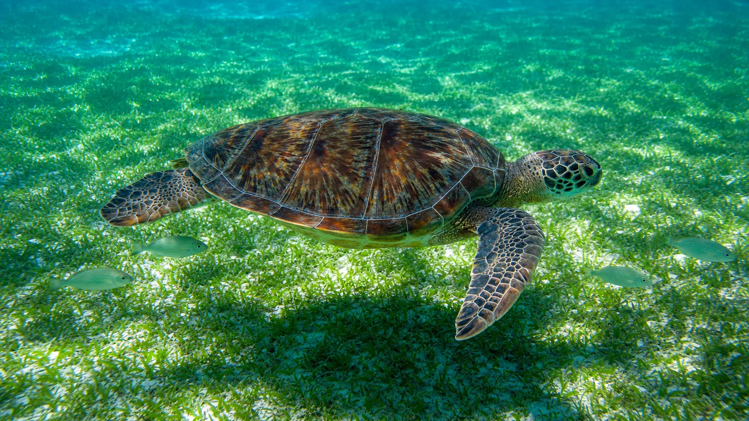 Green sea turtle gliding over seagrass in the clear shallow water of Magens Bay, St. Thomas