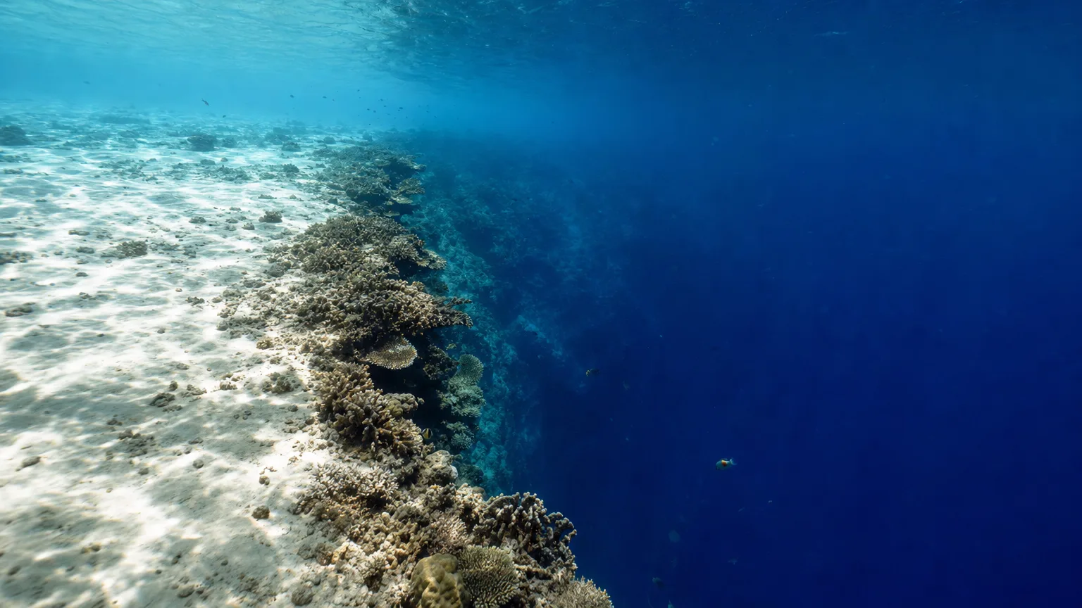 Coral reef edge dropping into the deep blue Tongue of the Ocean off Andros, Bahamas