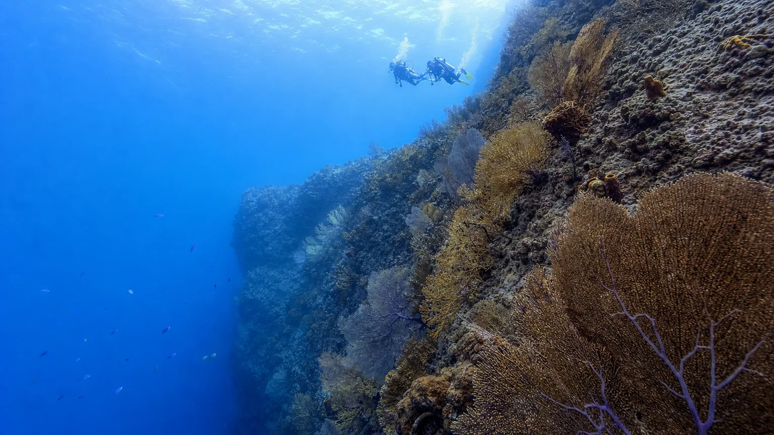 Scuba divers drift diving along a vertical coral wall on the Cozumel reef