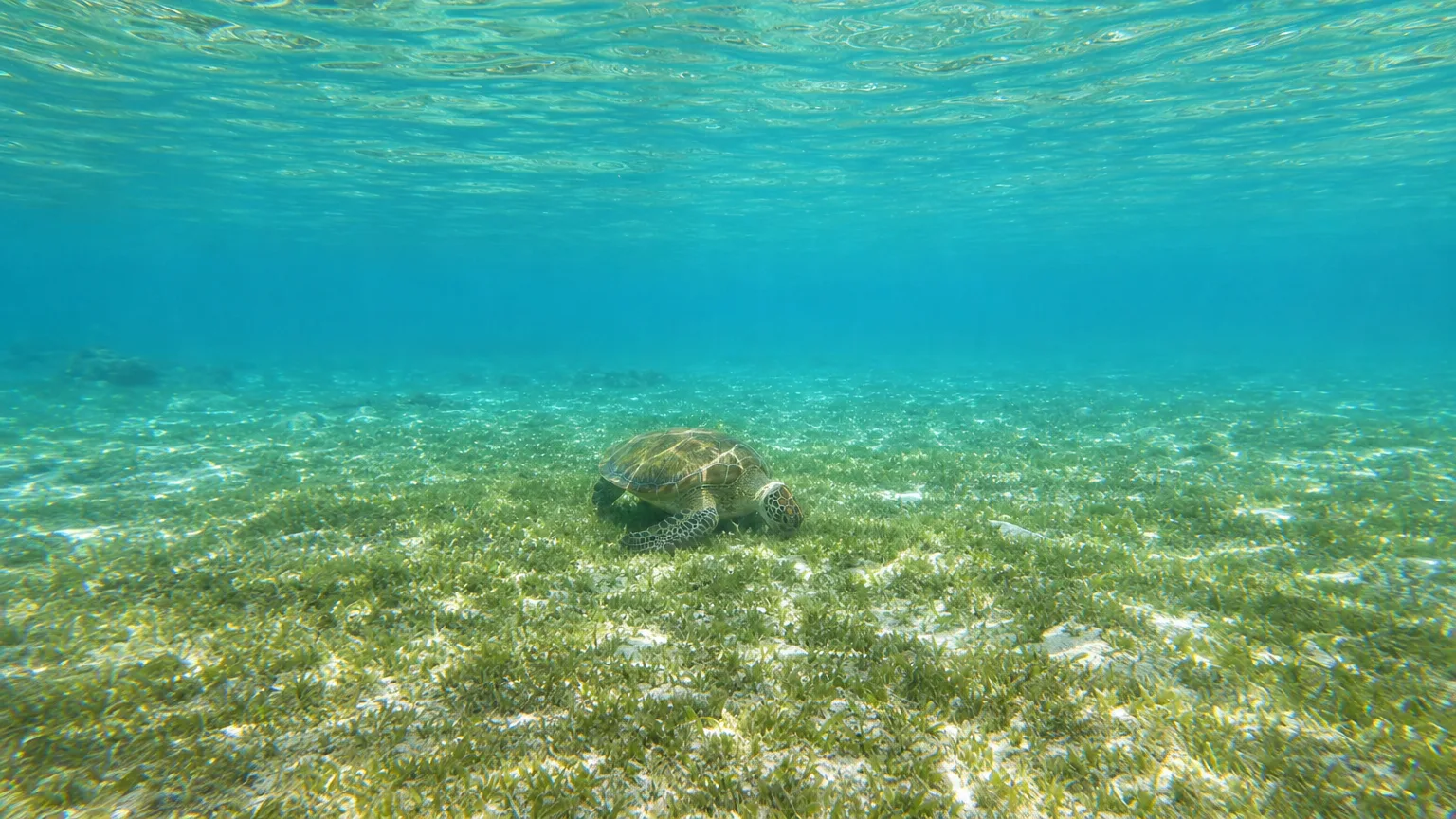 Green sea turtle grazing on seagrass in the Tobago Cays turtle sanctuary off Baradal