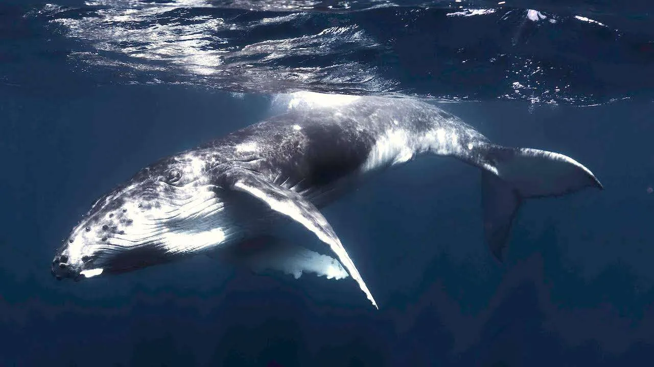 <p>Undersea wonders… and beyond.</p>