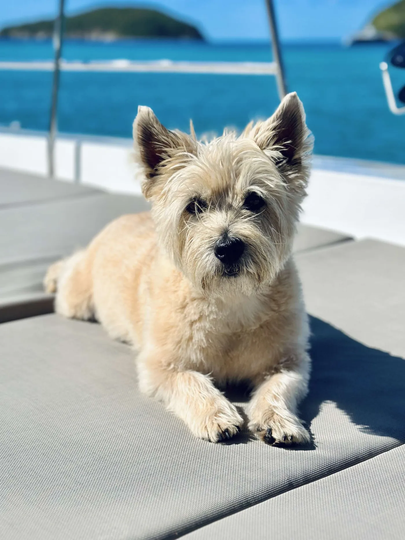 Gus 3rd Mate- Onboard Friendly Dog