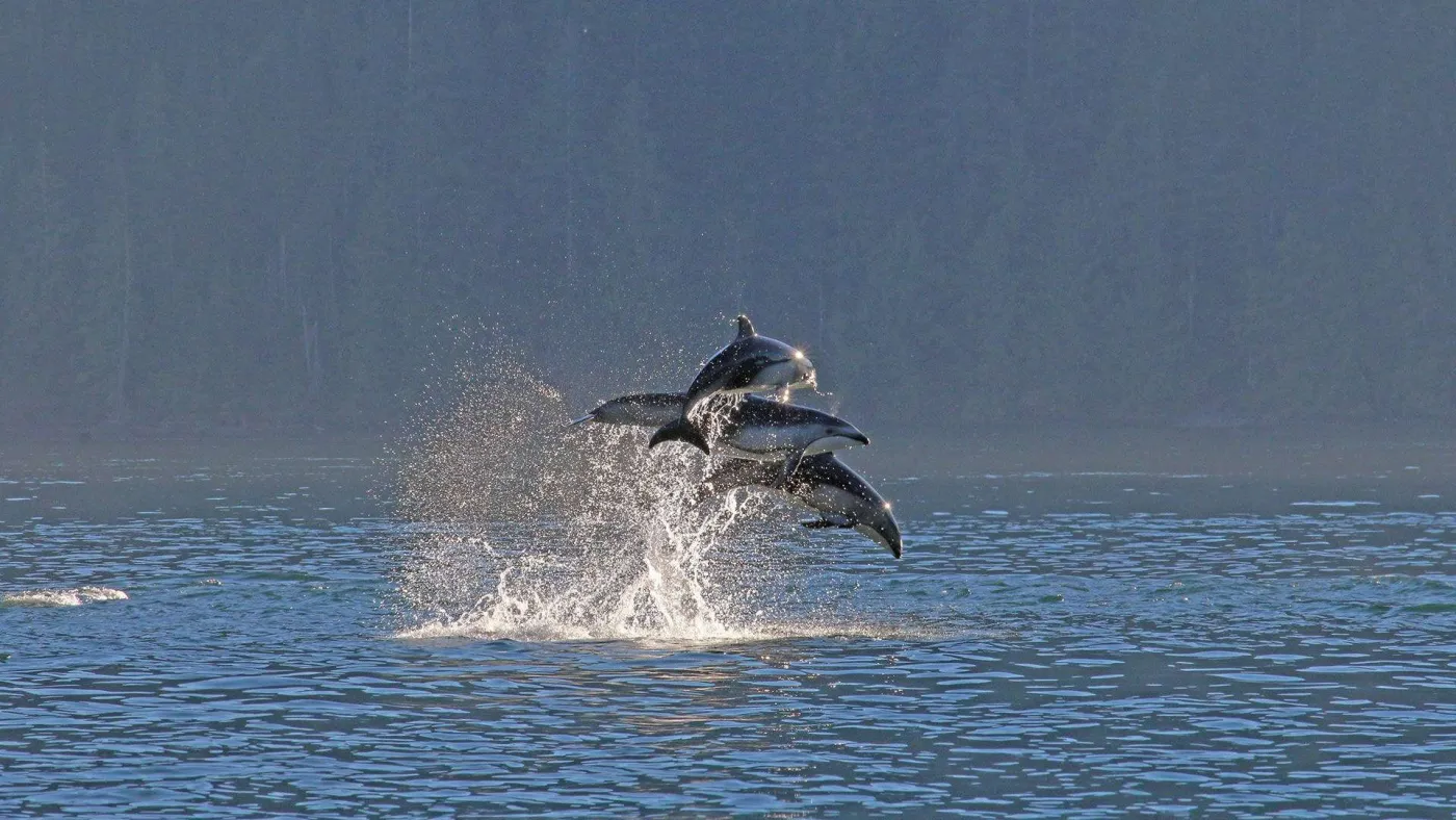 <p>Pacific White Sided Dolphins</p>