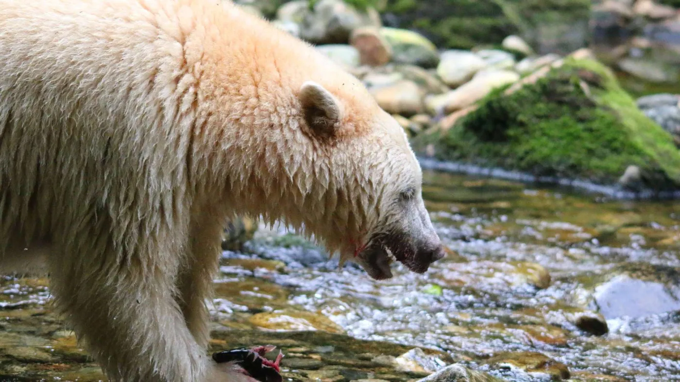 <p>Spirit (Kermode) bear in the Great Bear Rainforest</p>