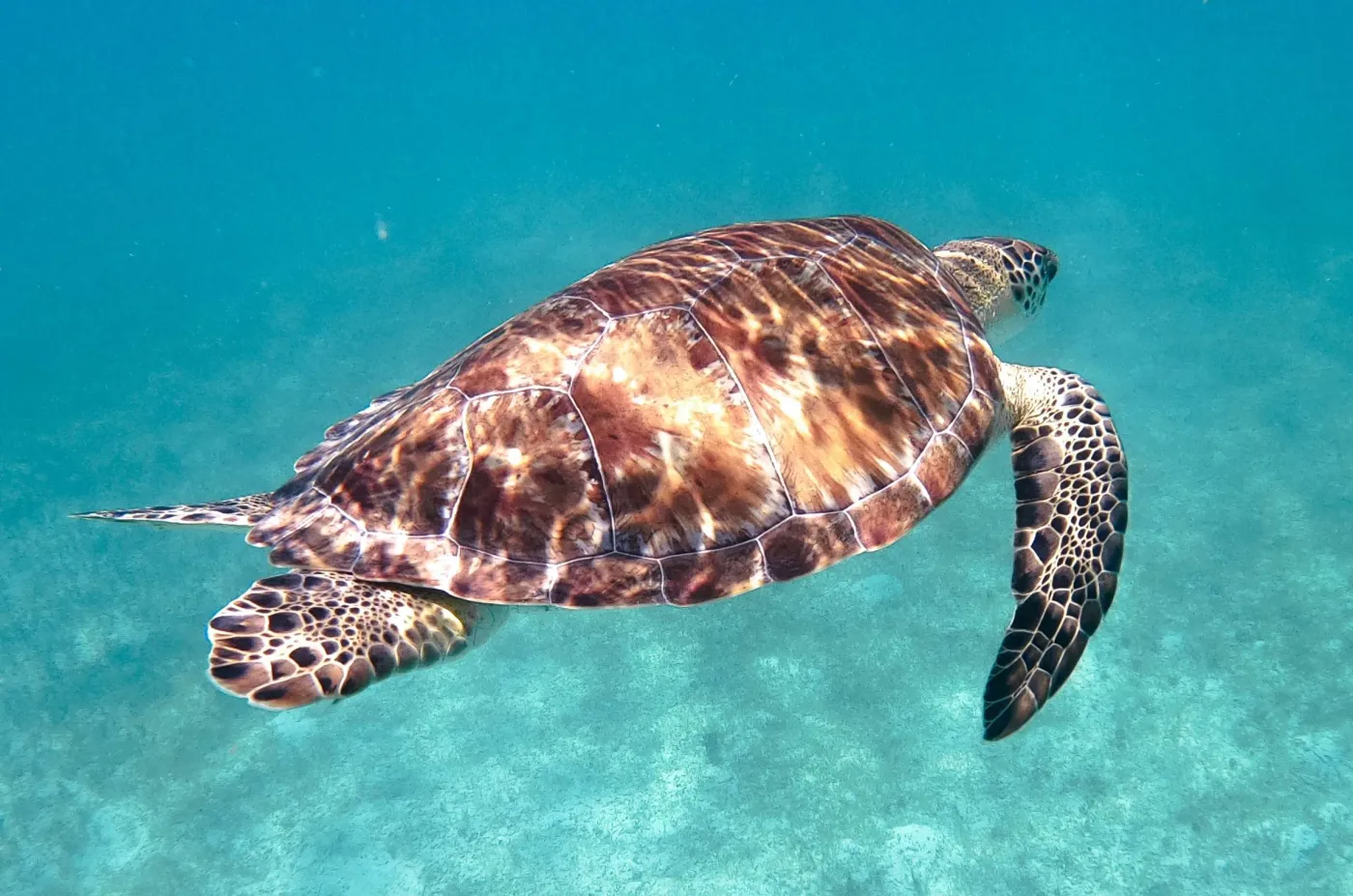 <p>Swim with sea turtles</p>