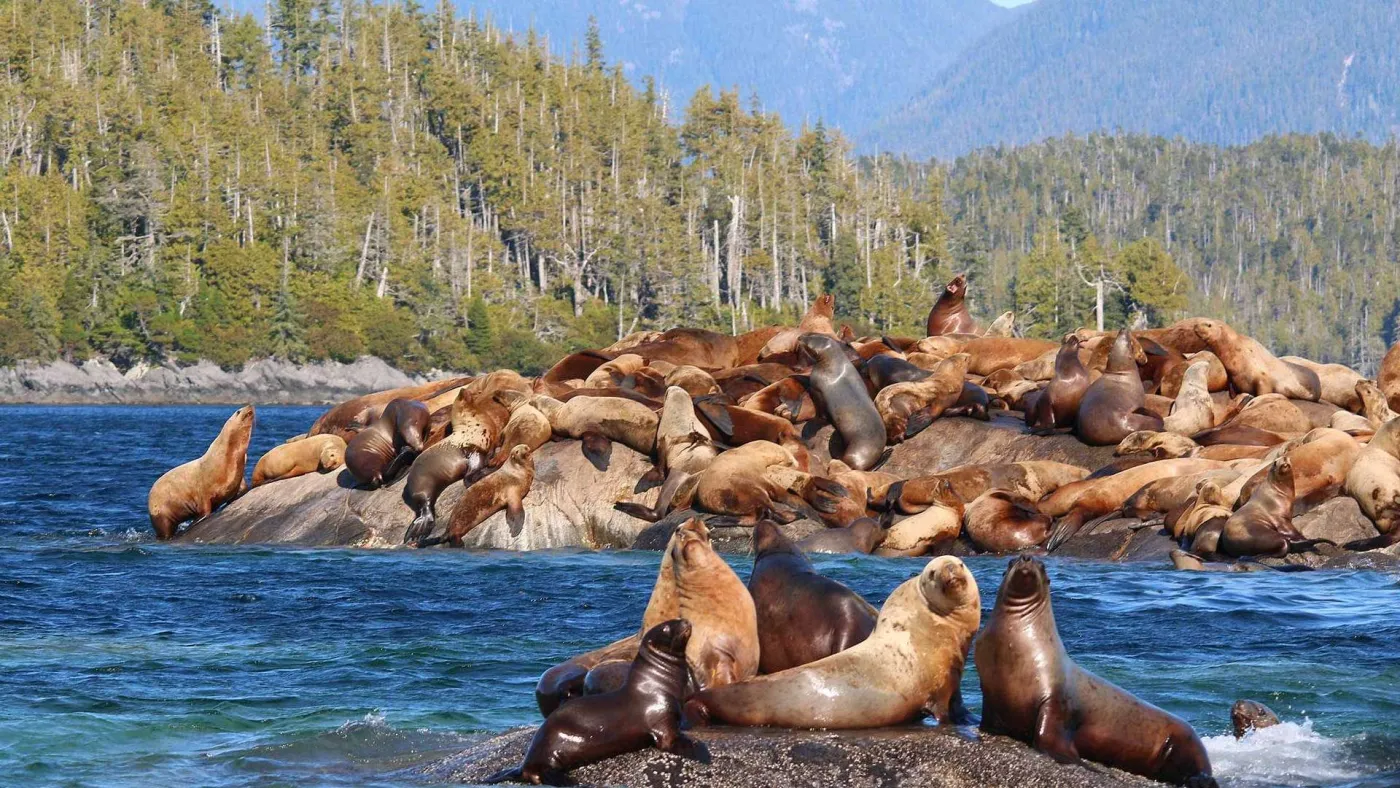 <p>Sea Lions, oh my!</p>