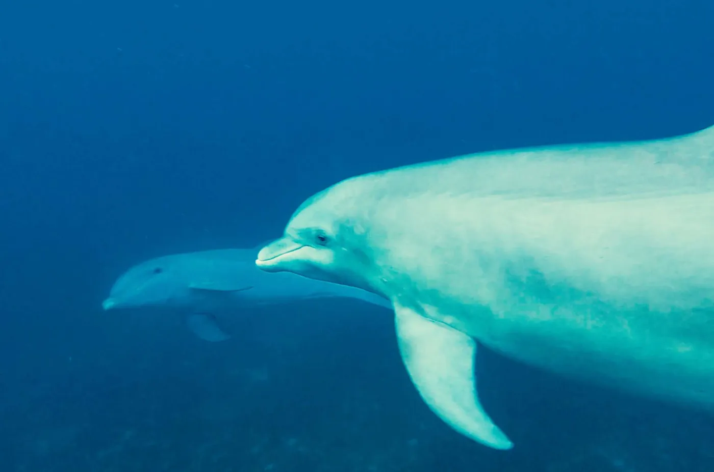 <p>…and dolphins if you are really lucky!</p>