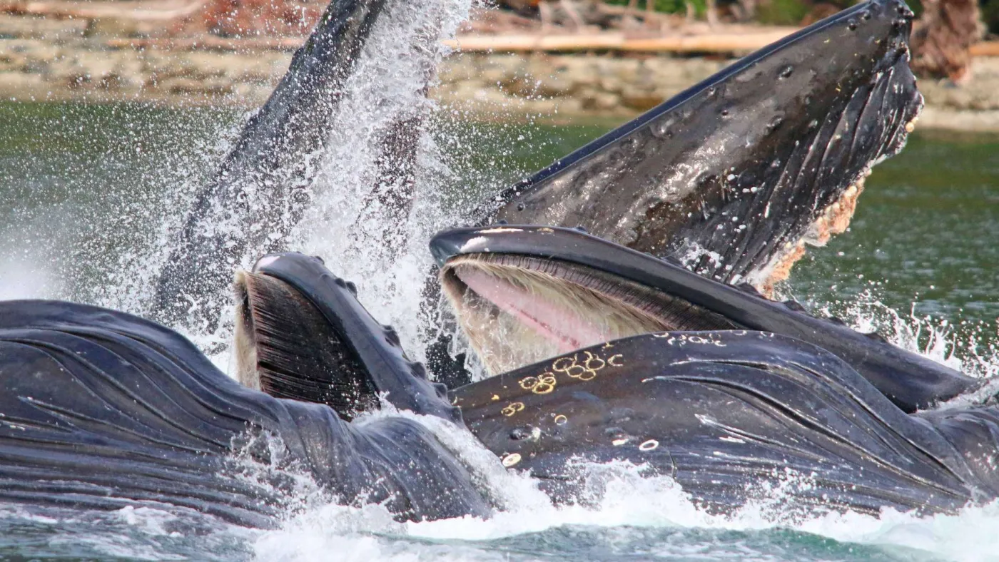 <p>Whales “bubblenet feeding”</p>