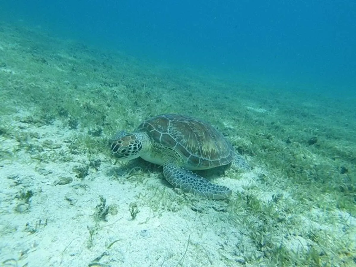 MOTHER OCEAN