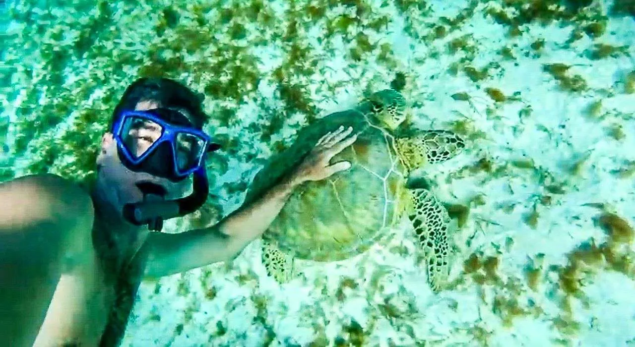 <p>Swim with turtles</p>