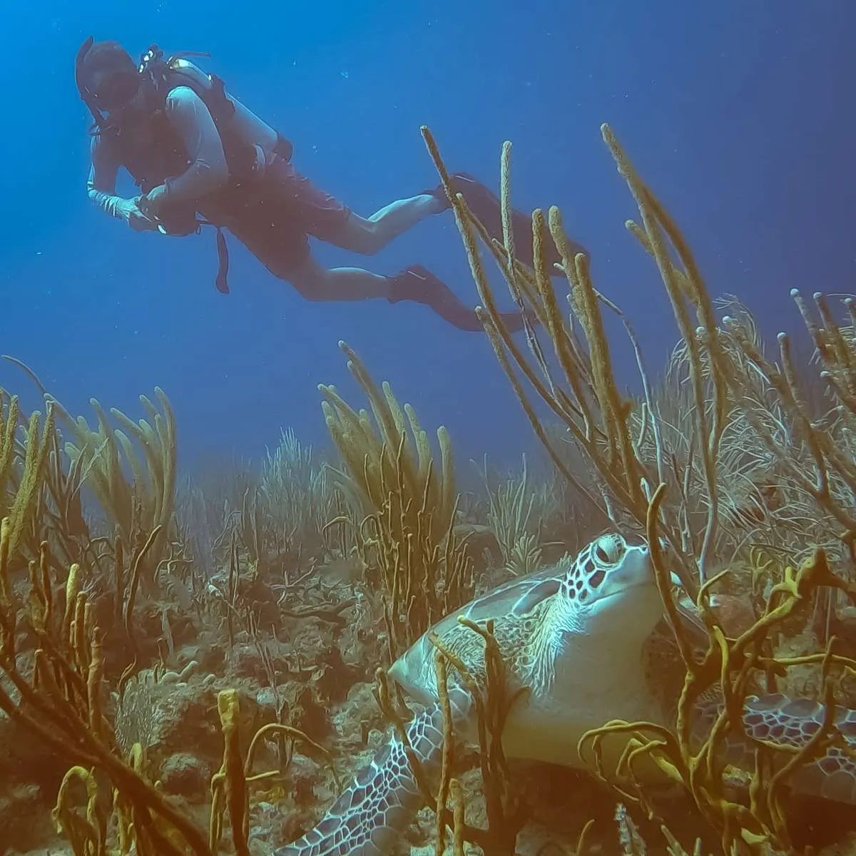 <p>Diving on board Koru</p>